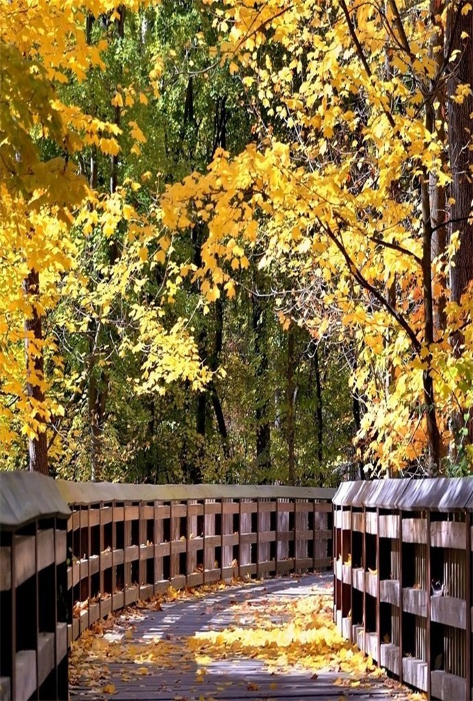 7x5 Background Backdrops Photography Yellow Autumn Nature Forest Background for Wedding Photobooth Custom Size 7x5 Background Backdrops Photography Yellow Autumn Nature Forest Background for Wedding Photobooth Custom Size